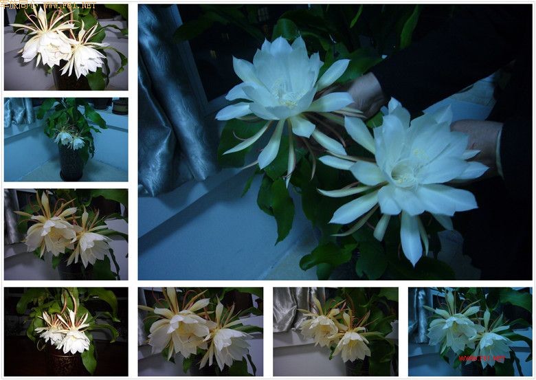 dvubb 图片点击可在新窗口打开查看