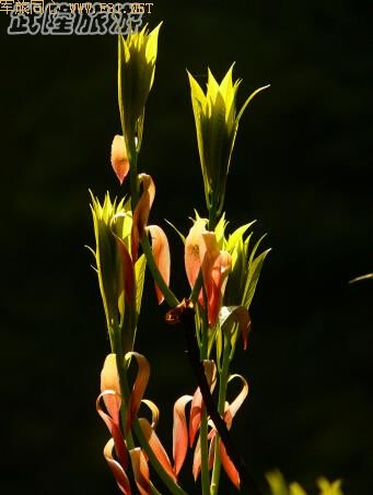 �ɾ������¡