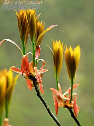 �ɾ������¡