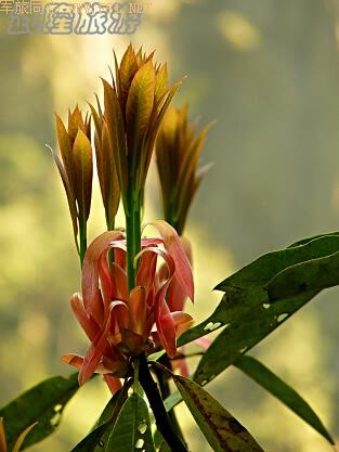 �ɾ������¡