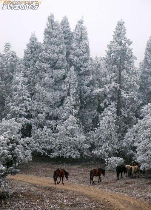 ��ѩ�е���Ůɽ