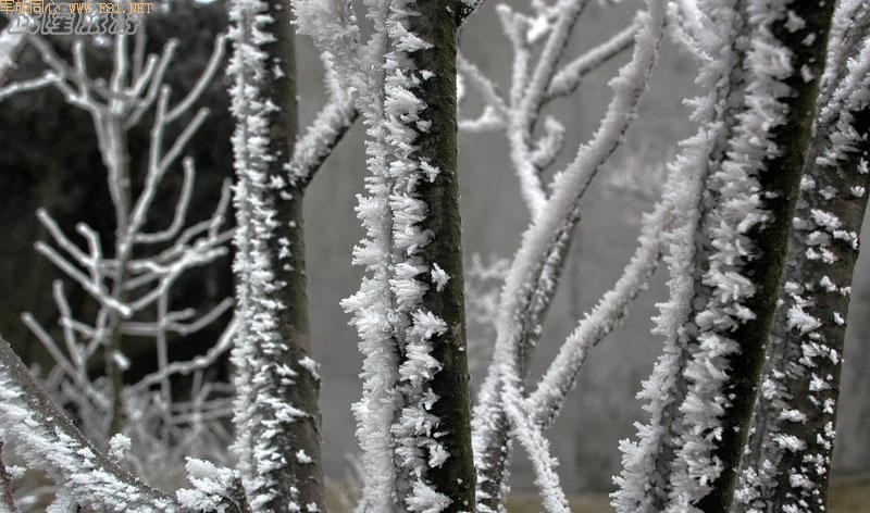 ��ѩ�е���Ůɽ