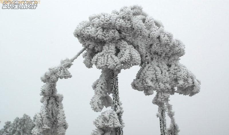 ��ѩ�е���Ůɽ