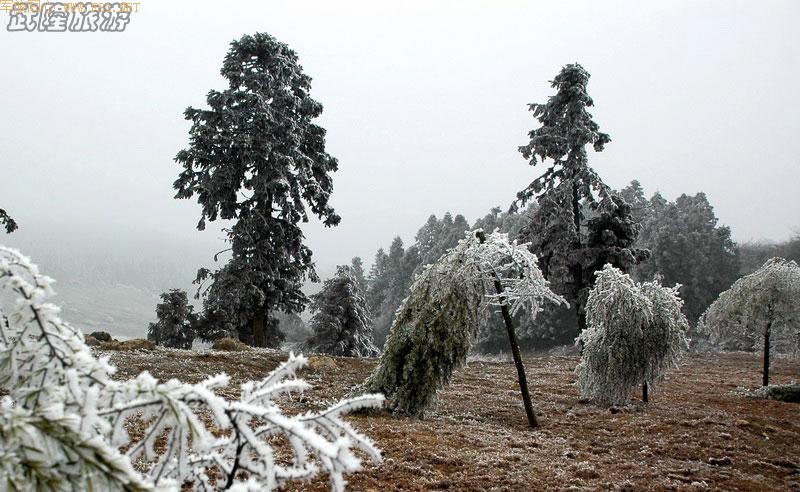 ��ѩ�е���Ůɽ