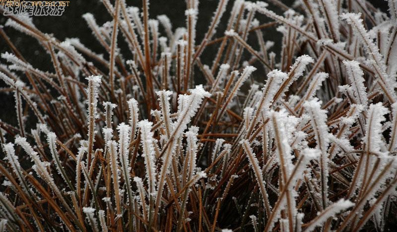 ��ѩ�е���Ůɽ