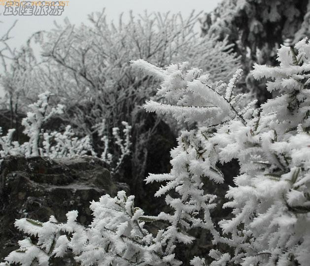 ��ѩ�е���Ůɽ