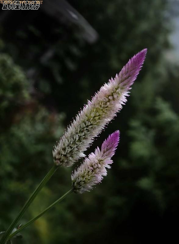 ���е���¡