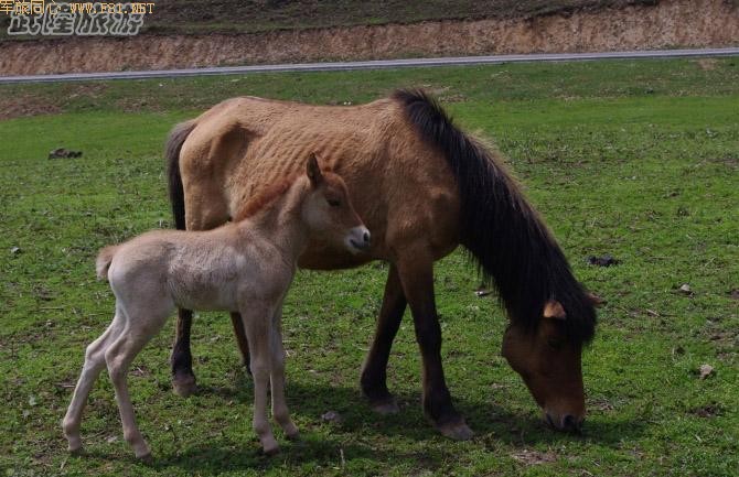 ������Ƶ���¡��Ůɽ