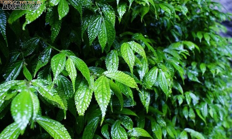 �������׵��������~