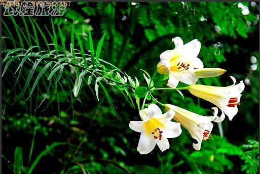 ��¡��ɽ��δʶ����Ȼ����