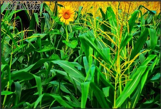 ��¡��ɽ��δʶ����Ȼ����