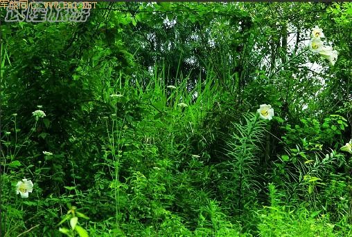 ��¡��ɽ��δʶ����Ȼ����