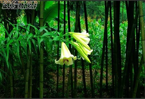 ��¡��ɽ��δʶ����Ȼ����