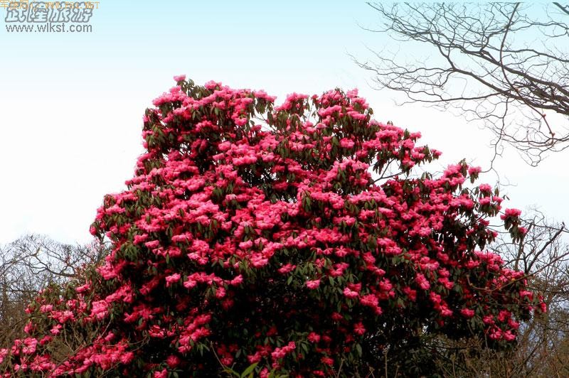 ��¡����ɽ�ž黨