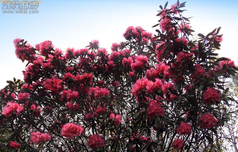 ��¡����ɽ�ž黨