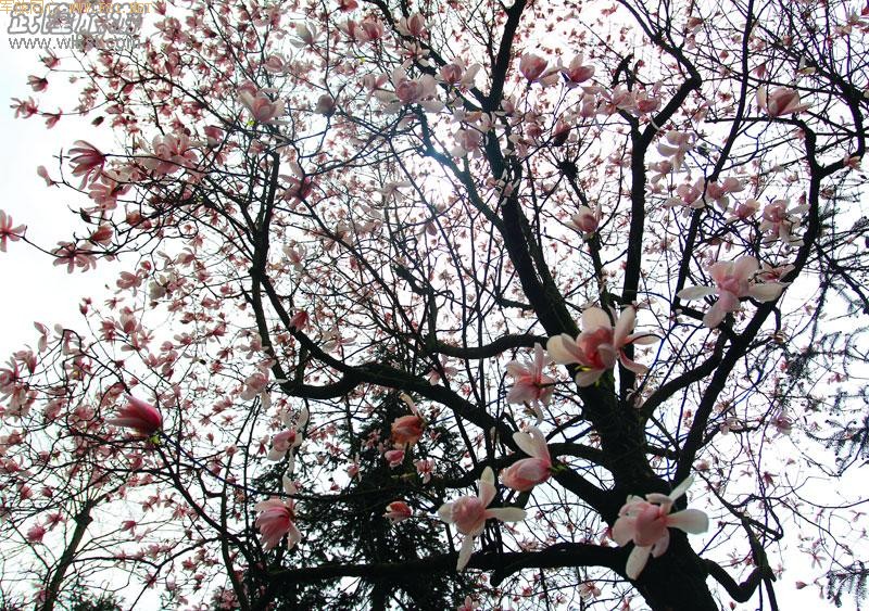 ��¡����ɽ�ž黨