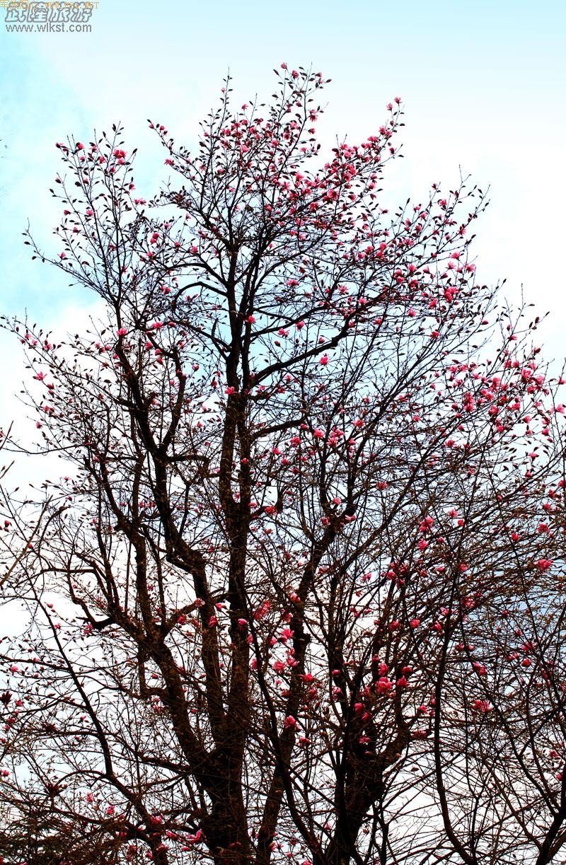 ��¡����ɽ�ž黨