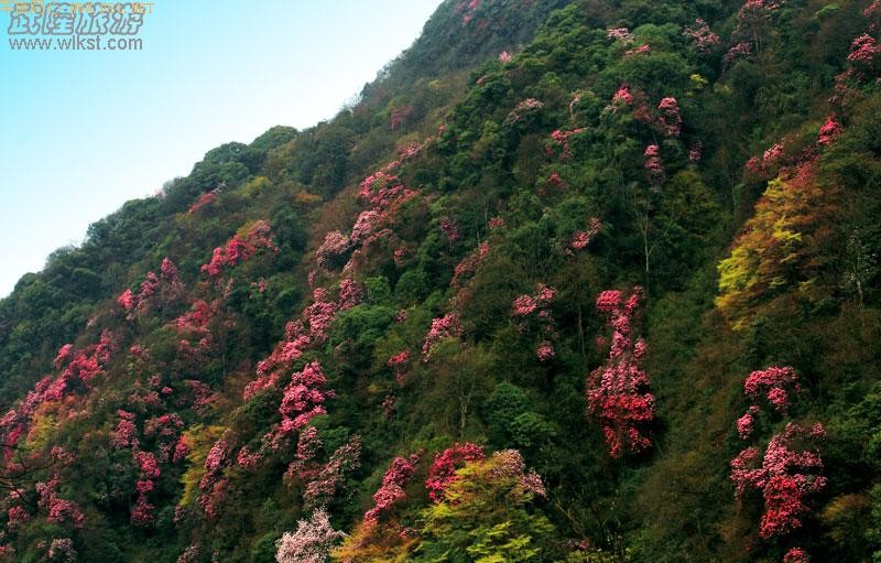 ��¡����ɽ�ž黨