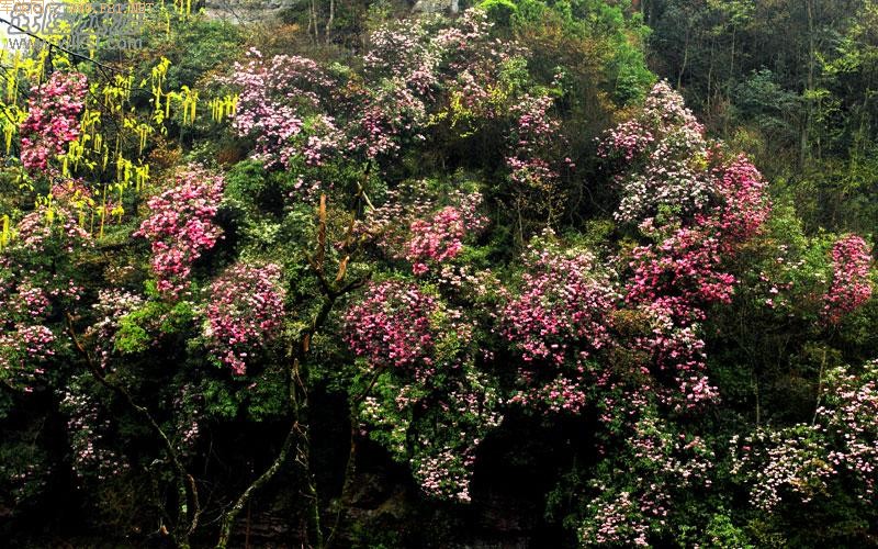 ��¡����ɽ�ž黨