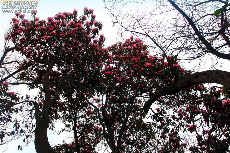 ��¡����ɽ�ž黨