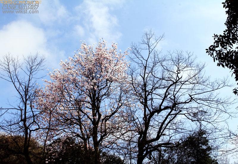 ��¡����ɽ�ž黨