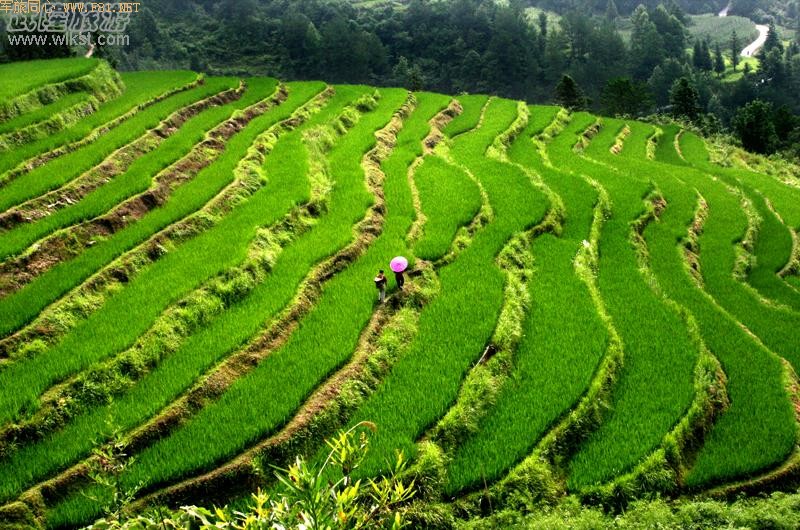 ��¡������