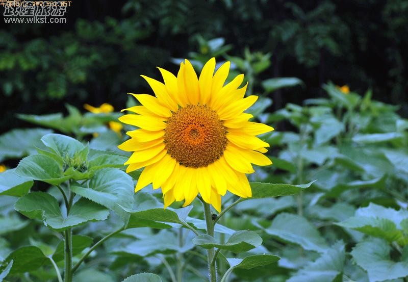 ��Ůɽ����