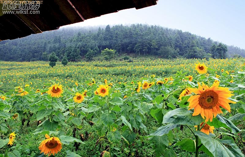 ��Ůɽ����