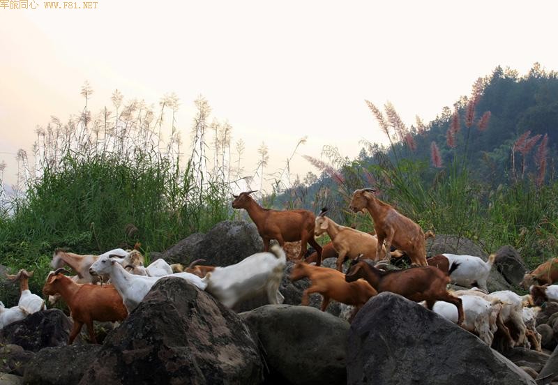 ����İ���