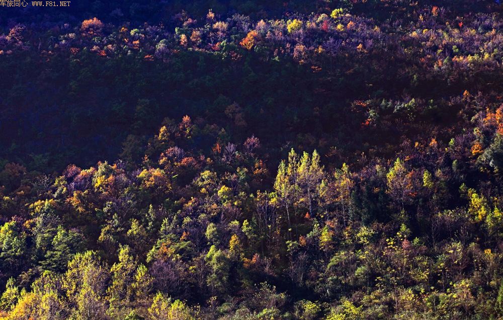 �������~��Ҷ��