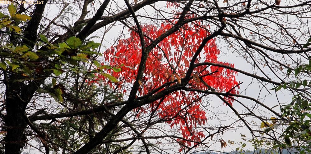 �������~��Ҷ��