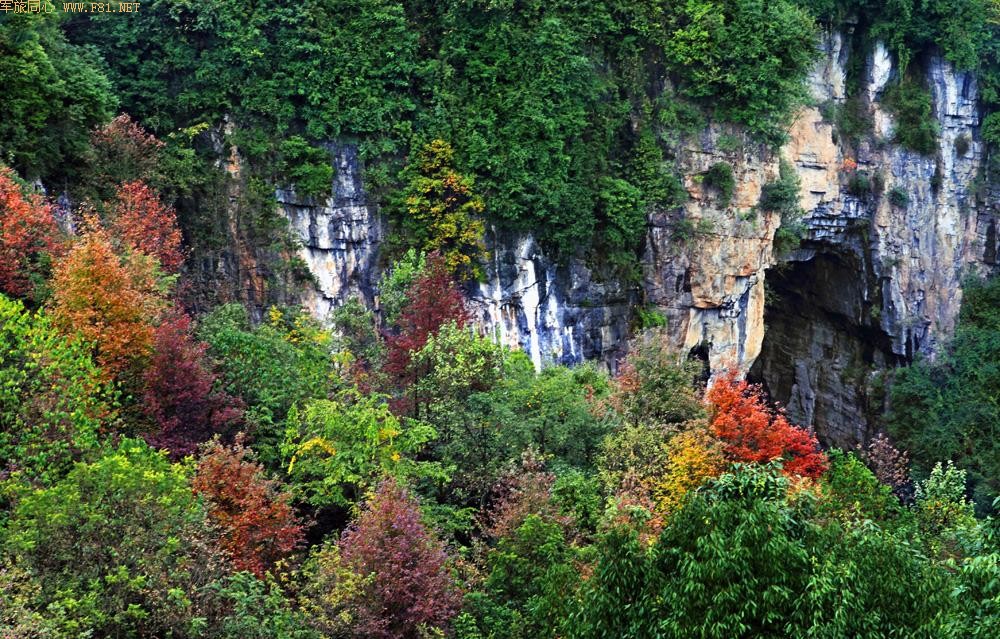 �������~��Ҷ��