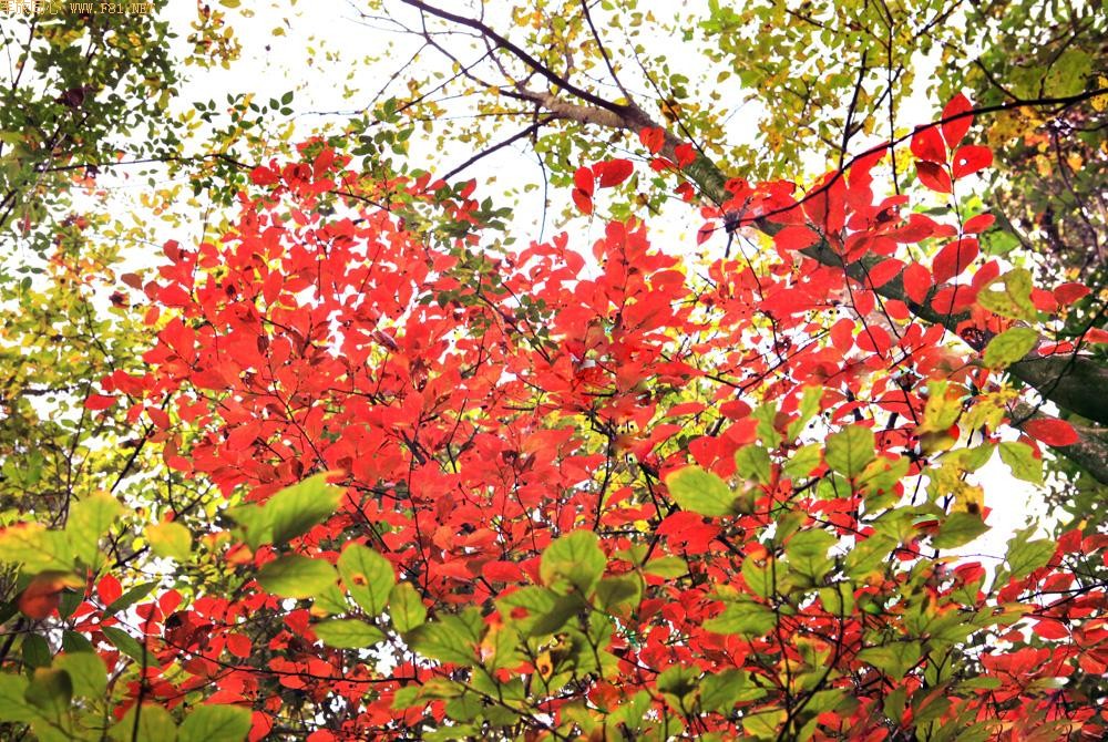 �������~��Ҷ��