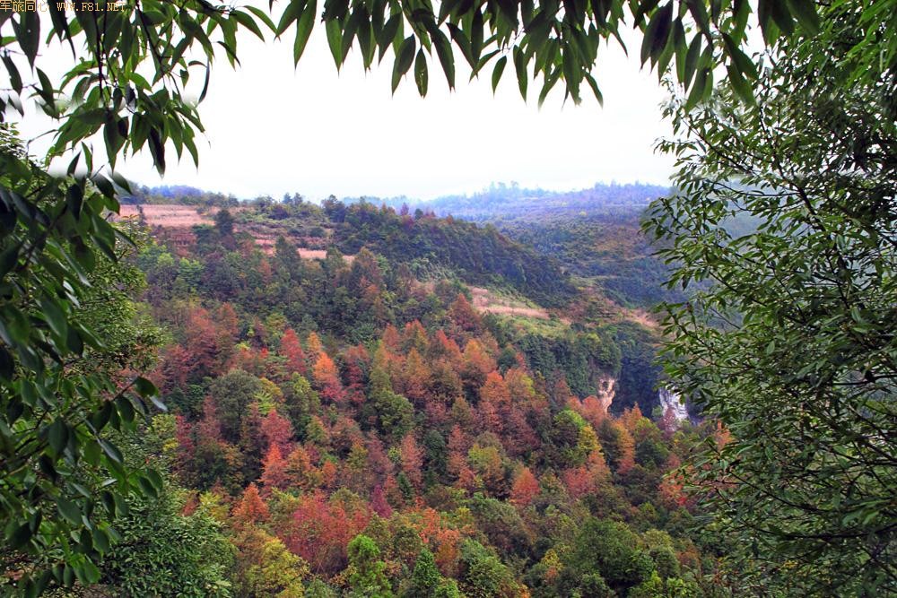 �������~��Ҷ��