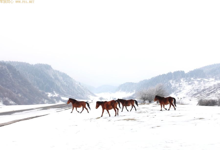 ��Ůɽѩԭ���