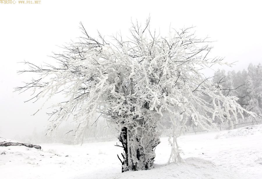 ��Ůɽѩԭ���