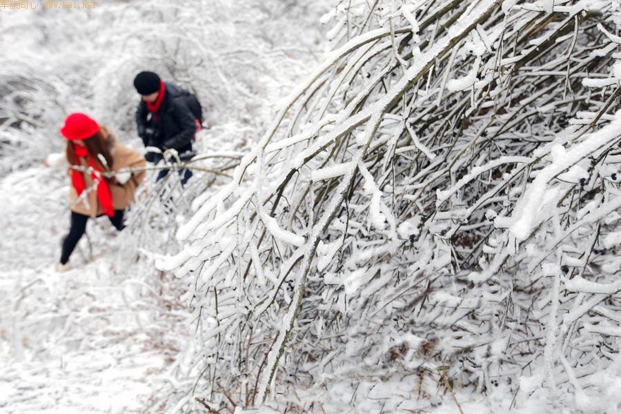 ��Ůɽѩԭ���