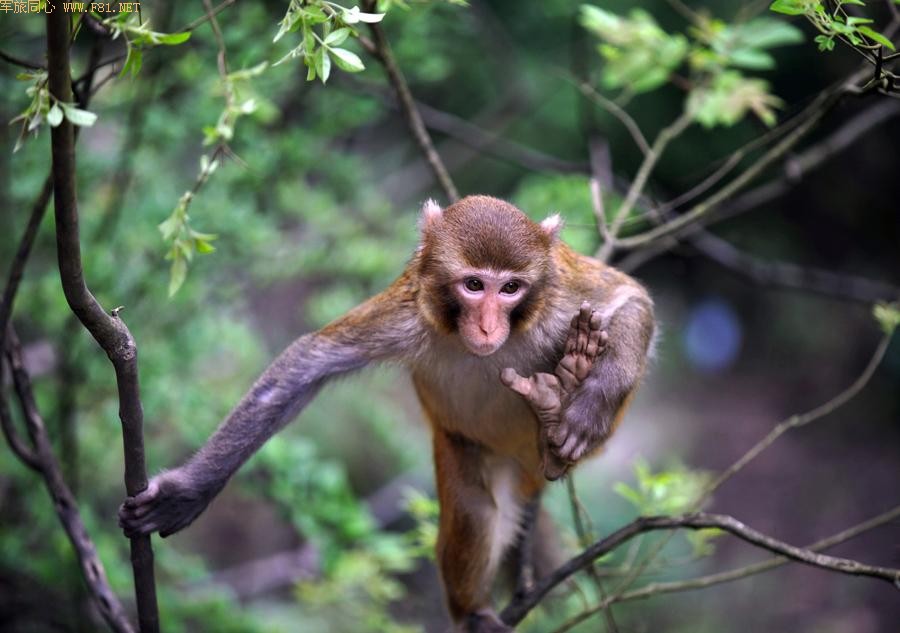 ܽ�ؽ�Ұ��⨺�