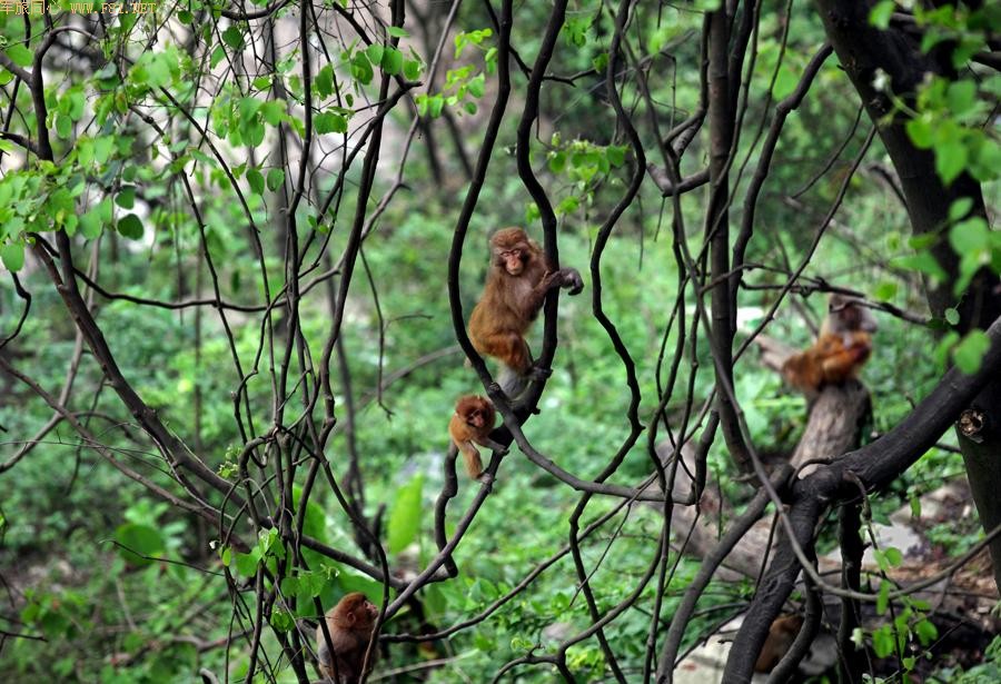 ܽ�ؽ�Ұ��⨺�