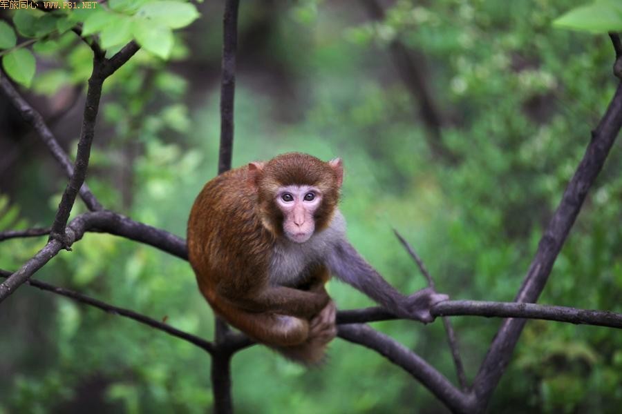 ܽ�ؽ�Ұ��⨺�