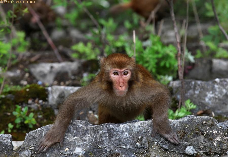 ܽ�ؽ�Ұ��⨺�