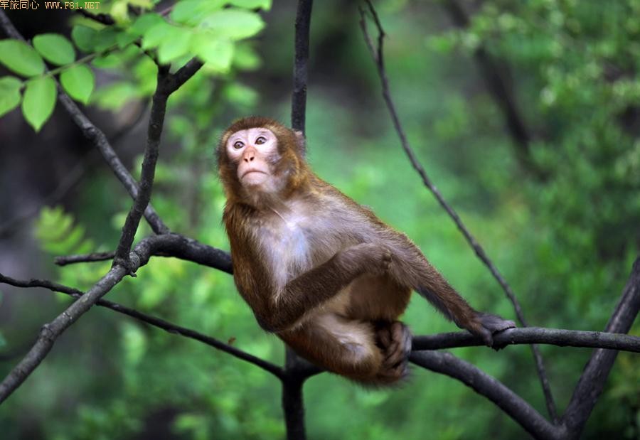 ܽ�ؽ�Ұ��⨺�