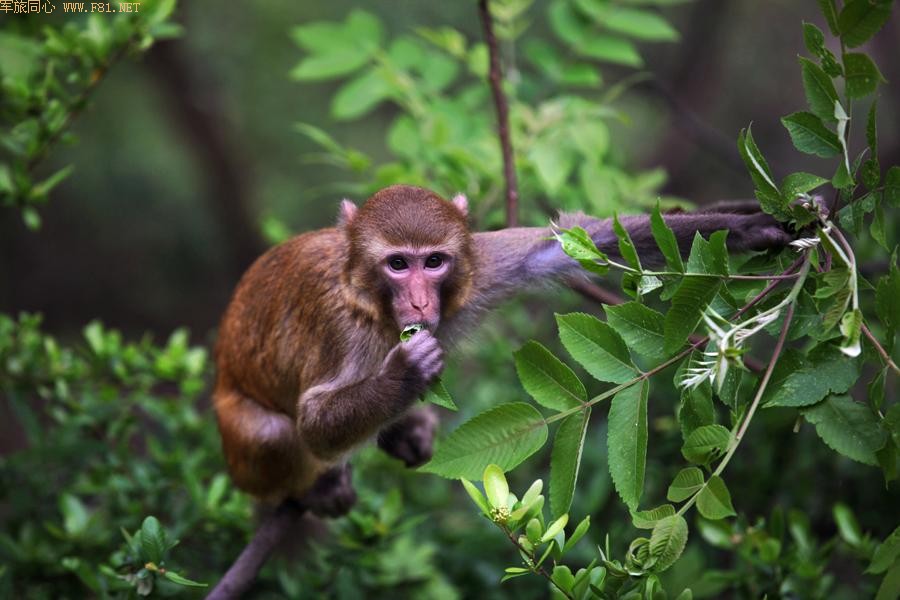 ܽ�ؽ�Ұ��⨺�