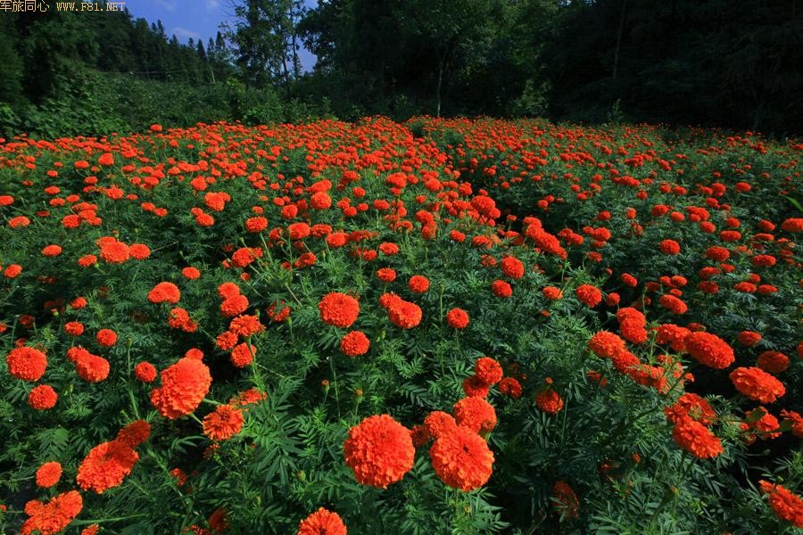 ��Ůɽ���ػ���